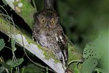 Foothill Screech-Owl